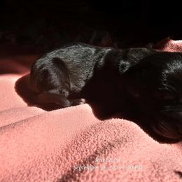 Black boy 2 - Black male Great Dane puppy in Albany, Oregon from Red Cloud Australian Shepherds and DeGray Great Danes & Bulldogs