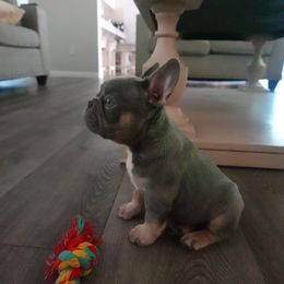 French Bulldog Puppies from Vine View Frenchies