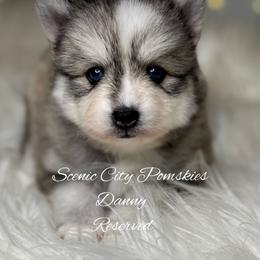 Danny - Silver and white male Pomsky puppy in Rossville, Georgia from Scenic City Pomskies