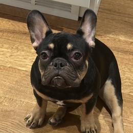 Rebel - French Bulldog