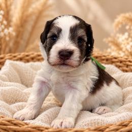 Bennett - Parti male Miniature Schnauzer puppy in Magalia, California from NorCal Schnauzers