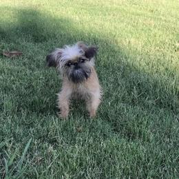 Bernese Mountain Dog and Brussels Griffon Puppies from Brooks Berner Bears