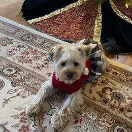 Assorted Doodle Crosses, Double Doodle, Maltipoo, Morkie, and Yorkipoo Puppies from Danza Bolo