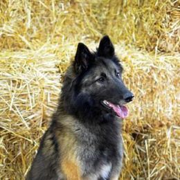 Belgian Tervuren from Flyway Kennels