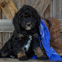Rocky - Red Collar - Black male Goldendoodle puppy in Macedon, New York from Toodles Goldendoodles