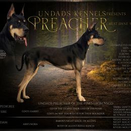 Preacher - Great Dane