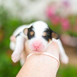 Porsche - Black and white female Bernedoodle puppy in Tucson, Arizona from Sun Valley Goldendoodles