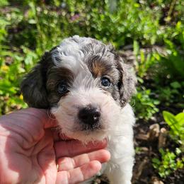 Milo - Merle male Cavapoo puppy in Underwood, Minnesota from Tru Cuddle Pups