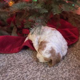 Cavapoo Puppies from Cavapoos of NorCal