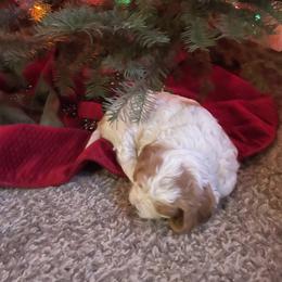 Cavapoo Puppies from Cavapoos of NorCal