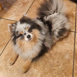 Nova - Pomeranian