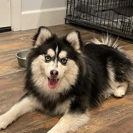 Tate - Pomsky
