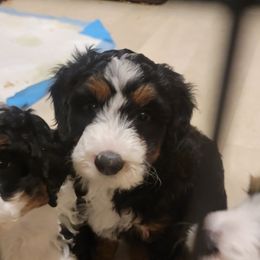 Bernedoodle and Labradoodle Puppies from Reid Wasatch Doodles
