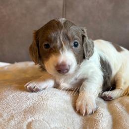 Roxy - Fawn (Isabella) female Dachshund puppy in Jonesboro, Illinois from Twin Hills Dachshunds