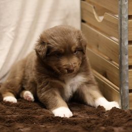 Australian Shepherd and Miniature Schnauzer Puppies from Dustyn Watson