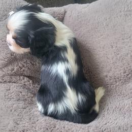Cowboy - Tri-color male Cavalier King Charles Spaniel puppy in Caledonia, Michigan from Magnolia Acres
