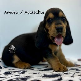Amora - Black tan and white female Basset Hound puppy in Dingess, West Virginia from Tuckers' Howling Hounds