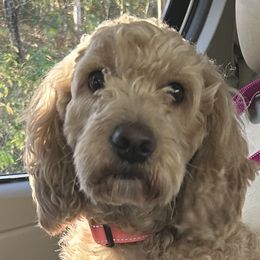 Mazzie - Goldendoodle