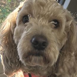 Mazzie - Goldendoodle