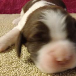 Noel - Liver and white female English Springer Spaniel puppy in North Carolina from Ebenezer Valley ESS