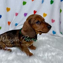 Dwight - Dapple male Dachshund puppy in Sulphur Springs, Texas from Waggin Beach Paradise Doxies