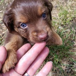 Toy Australian Shepherd Puppies from BearKat Toy Aussies