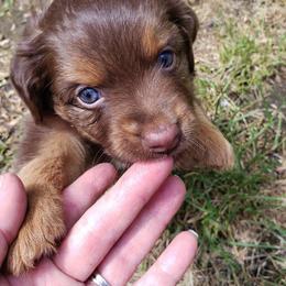 Toy Australian Shepherd Puppies from BearKat Toy Aussies