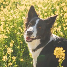 Border Collies from Shepherd’s Pride