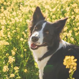 Border Collies from Shepherd’s Pride