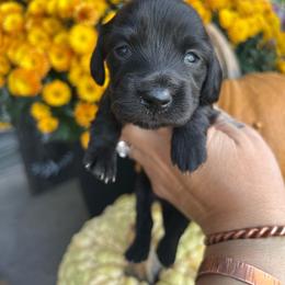 Solid black girl - Black female Dachshund puppy in Payette, Idaho from NT Mini Doxies