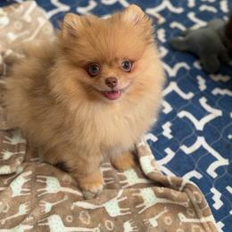Bowie - Chocolate merle male Pomeranian puppy in Newport Beach, California from Exotic City Pomeranians and chihuahuas