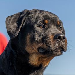 Freya - Rottweiler