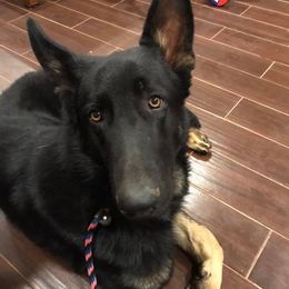 German Shepherds from Red Dirt Kennels
