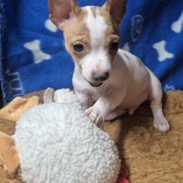 Opie - White and lemon male Teddy Roosevelt Terrier puppy in Murray, Kentucky from Froschwald German Shepherds and Xanadu Teddy Roosevelt Terriers