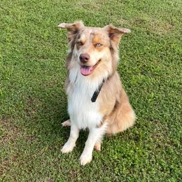 Goose - Australian Shepherd
