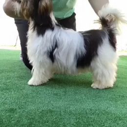 Biewer Terrier All Grown Up from Puppy boutique