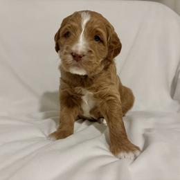 Blitzen: Medium Goldendoodle, Male, Ready Jan 19 - Apricot male Goldendoodle puppy in Johns Island, South Carolina from Golden Doodlebugs