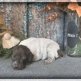 Boy 1 - Liver roan male German Shorthaired Pointer puppy in Laporte, Minnesota from Northern Odyssey Gun Dogs