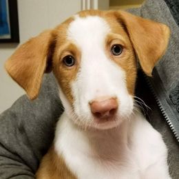 Ibizan Hound Puppies from SunRumba Sighthounds