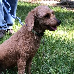 Aussiedoodles and Poodles from BA Doodles & Poodles
