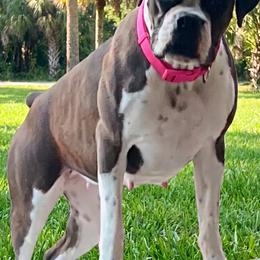 Major - Boxer