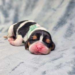 Jade- mint collar - Black brown and white female Basset Hound puppy in Valley, Washington from Peaceful Valley Paws