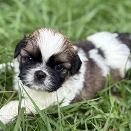 Romeo - Tricolor male Shih Tzu puppy in Weeki Wachee, Florida from Svitlana Geist