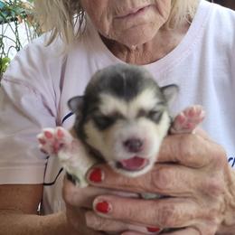 Girl 2 - female Alaskan Malamute puppy in Burton, Ohio from Northernlitesmalamutes