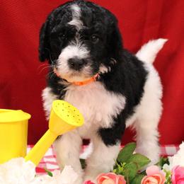 John - Black and white male Bernedoodle puppy in Peyton, Colorado from Peyton Doodles