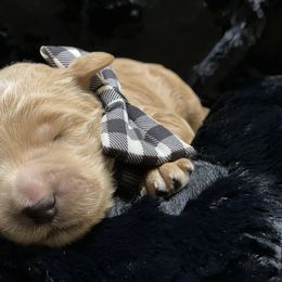 Bernedoodle and Goldendoodle Puppies from Draper Doodles