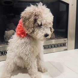 Goldendoodle Puppies from Peachy Pine Goldendoodles