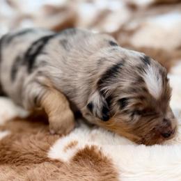 Blue collar - Blue merle male Miniature Australian Shepherd puppy in 32046, Florida from River Hill Ranch