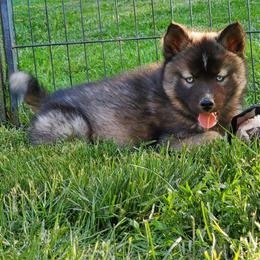 Siberian Husky Puppies from Evereve Kennels