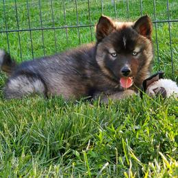 Siberian Husky Puppies from Evereve Kennels